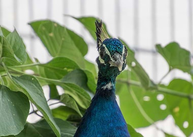 colorful peacock