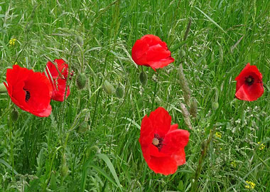 Red Poppies in Green Grass