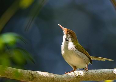 Tailorbird