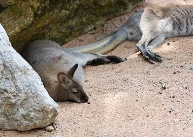 cangaroo in the farm