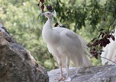 white peacock in the farm