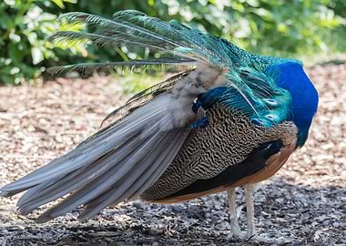 colorful peacock