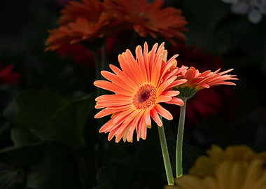 gerbera daisy in the vase