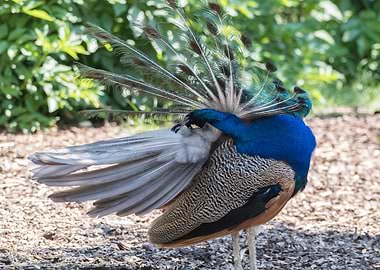 colorful peacock