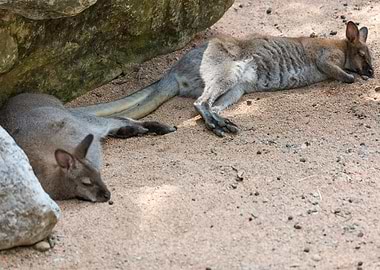 cangaroo in the farm