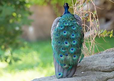 colorful peacock