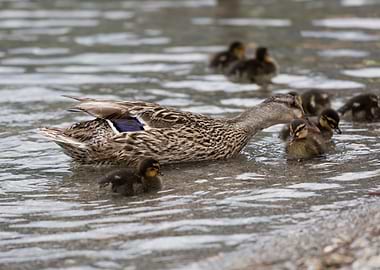 duck with her ducklings
