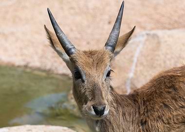 african antelope
