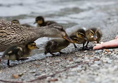 duck with her ducklings