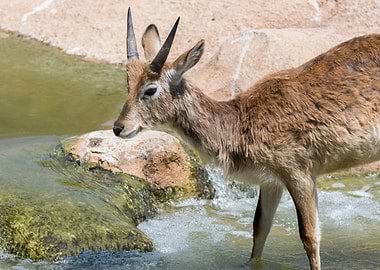 african antelope