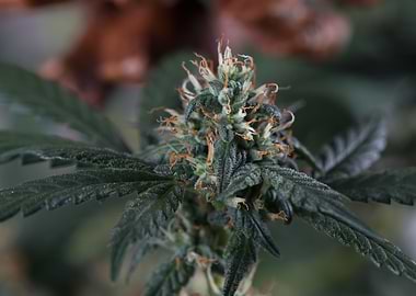 Female marijuana flower
