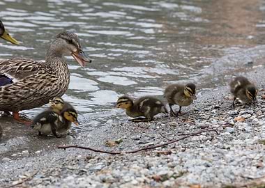 duck with her ducklings