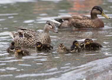 duck with her ducklings