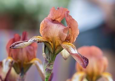 iris gladiolus in bloom