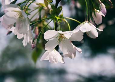 Cherry Blossom