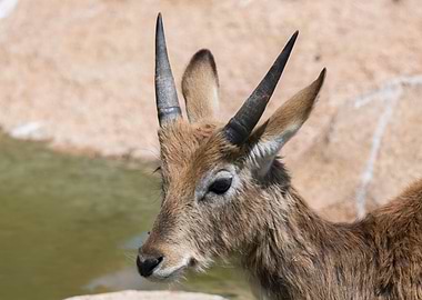 african antelope