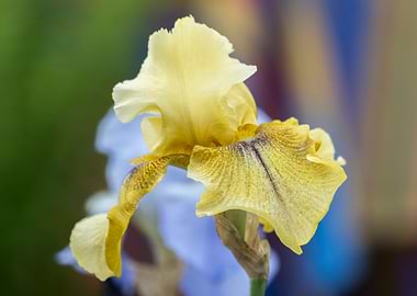 iris gladiolus in bloom