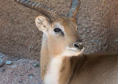 african antelope