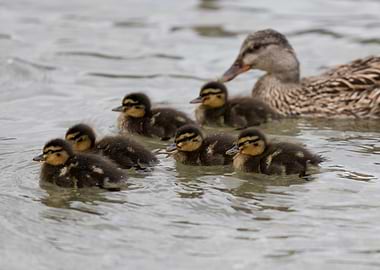 duck with her ducklings