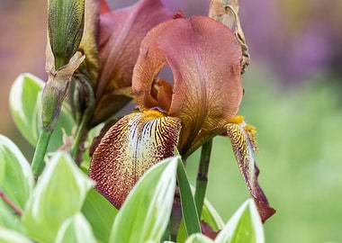 iris gladiolus in bloom