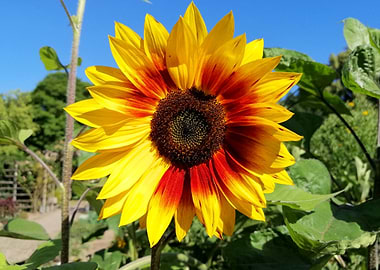 sunflowerfield sunflowers