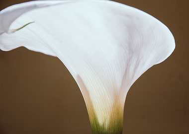 Calla Lily