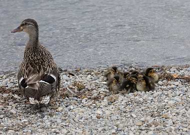 duck with her ducklings