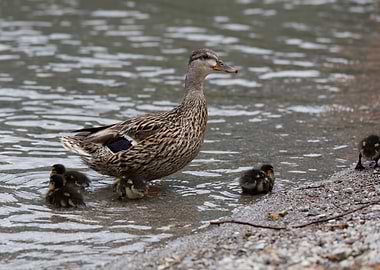 duck with her ducklings