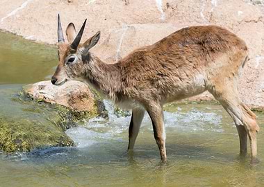 african antelope