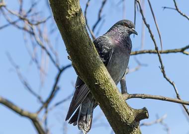 pigeon on tree