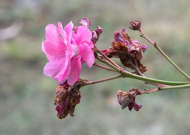 pink oleander