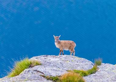 young Ibex perched on rock