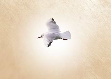 isolated seagull flying