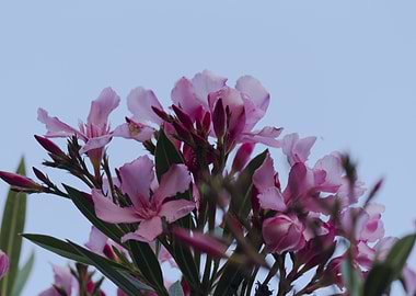 pink oleander