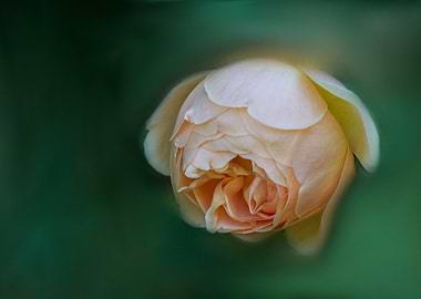 rose in bloom in the gard