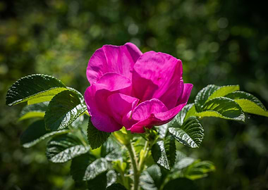 Wild Pink Rose