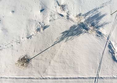 Shadow Of The Birch Tree