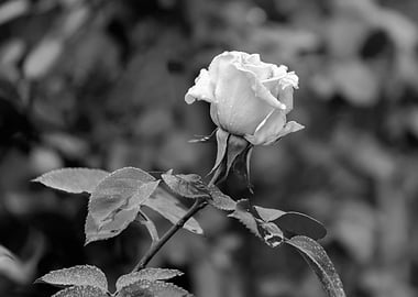 raindrops on the rose
