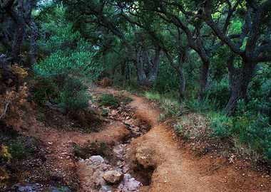 Path In Spooky Forest