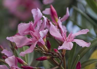 pink oleander