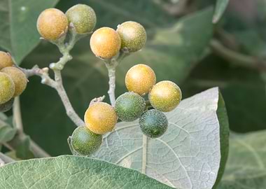 green and yellow berries