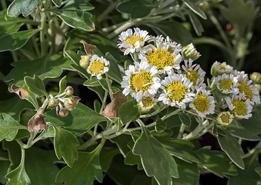 Chrysanthemum pacificum