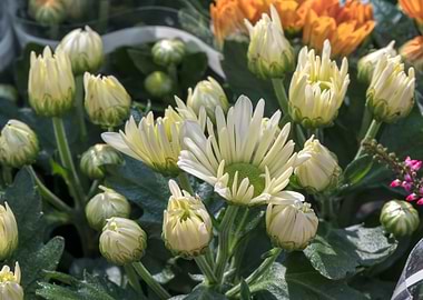 Chrysanthemum pacificum