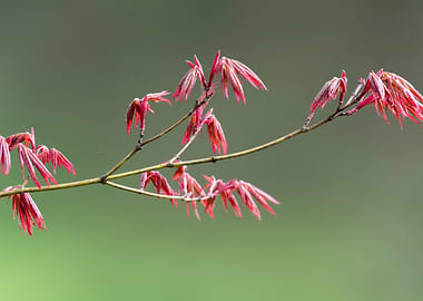 maple leaf in spring