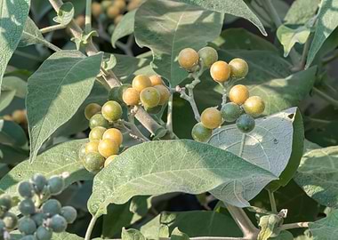green and yellow berries