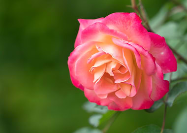 pink roses for holidays