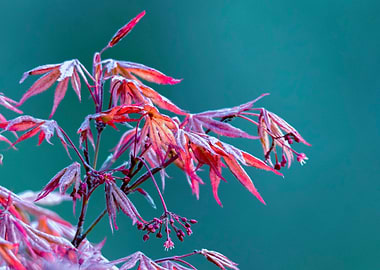 maple leaf in spring