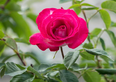 pink roses for holidays