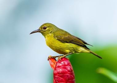 Brown throated sunbird