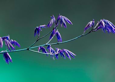 maple leaf in spring